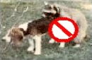 I got this one off Doggy Style's T-Shirt